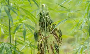 Fusarium