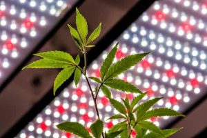Luces y las Plantas
