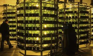 Cómo Maximizar la Producción de Cannabis con Técnicas de Cultivo Vertical