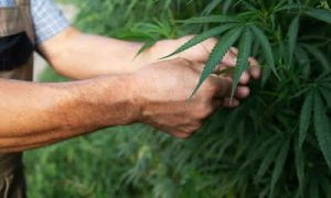 Cómo Mejorar el Rendimiento de tu Cultivo de Cannabis con Fertilizantes Orgánicos