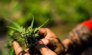 La Importancia de la Agricultura Regenerativa para el Cannabis