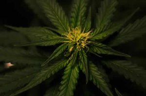 Variedades de Cannabis Más Vendidas en 2024