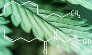 Anandamida: El Compuesto Clave del Bienestar