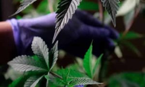 Beneficios del Aceite de Cannabis: ¿Qué Ventajas Ofrece?