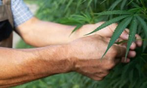 Cultivo de Cannabis en Exterior: Cómo Manejar las Olas de Calor