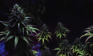 La Verdad sobre el Ciclo de Oscuridad