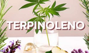 Terpinoleno: El terpeno esencial del cannabis y sus beneficios para la salud