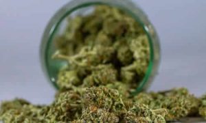 Variedades de Cannabis Más Populares en 2024