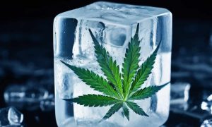 Congelar Cannabis Por Qué y Cómo Hacerlo