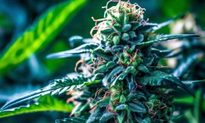 H4CBD El Nuevo Cannabinoide Sintético