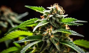 Humuleno Un Terpeno Apreciado por Muchos