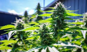 Prepara tus Plantas de Cannabis de Exterior para la Floración