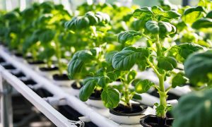 Sistemas de Cultivo RDWC Innovación en Hidroponía