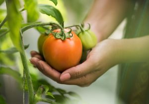 Es posible cultivar tomates en una planta de marihuana