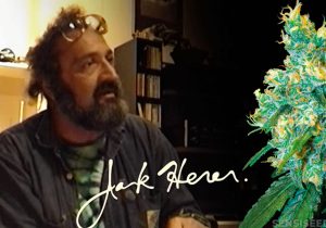 Jack Herer