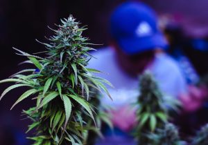 Qué es el cannabis autofloreciente