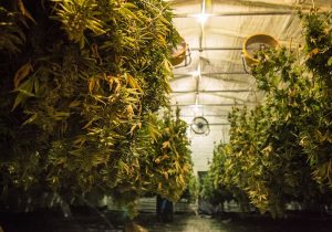 armarios de cultivo cannabis