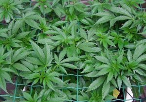 cultivo SCROG de marihuana