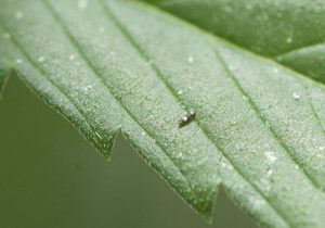 eliminar trips cultivo marihuana