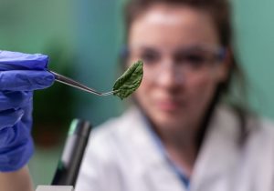 Cannabis medicinal en la odontología