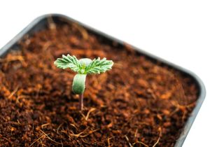 Descubre las 10 nuevas semillas feminizadas más destacadas de 2025