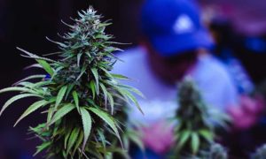 El futuro del cannabis en Latinoamérica