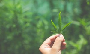 El lenguaje secreto del cannabis