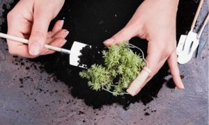 Microcultivo de cannabis