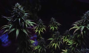 Por qué algunas plantas de cannabis se vuelven púrpuras o azules