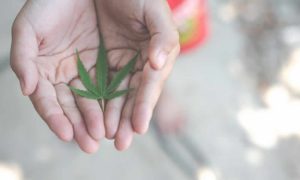 Puede el cannabis mejorar tu salud digestiva