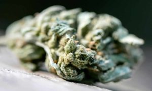 THCP el cannabinoide que está cambiando las reglas del juego