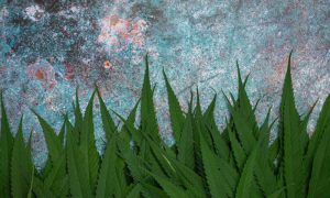 Cannabis regenerativo
