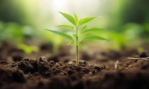 Cómo afecta la altitud al cultivo de cannabis desafíos y ventajas en zonas elevadas