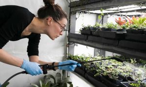Cómo crear un ambiente de microclima perfecto en tu armario de cultivo
