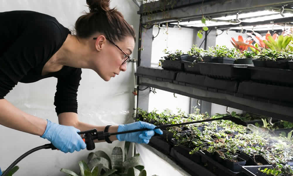 Cómo crear un ambiente de microclima perfecto en tu armario de cultivo