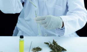 Control biológico en el cultivo de cannabis