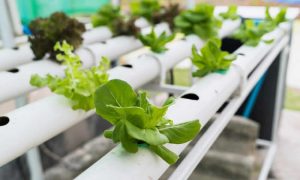 Oxigenación del agua en cultivos hidropónicos