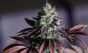 Qué es la fotoperiodicidad inversa y cómo puede impactar tu cultivo