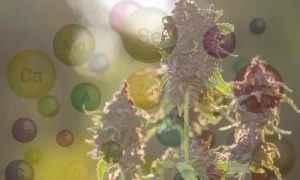 Beneficios del silicio en el cultivo de cannabis más defensa, más vigor