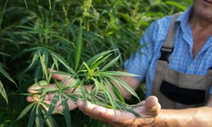 Cannabis y permacultura principios sostenibles aplicados al autocultivo