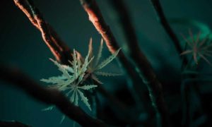 Cómo evitar el estrés lumínico en las primeras semanas de floración