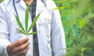 Cómo usar micorrizas para potenciar la salud radicular del cannabis