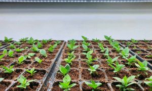 La importancia del CO₂ en cultivos indoor cómo usarlo de forma segura y eficiente