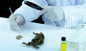 Puede el cannabis captar metales pesados del suelo Implicancias para el autocultivo