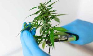Recuperación de plantas de cannabis estresadas señales y estrategias efectivas