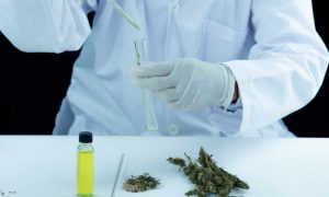 Cómo influye la genética en la respuesta a fertilizantes y podas en cannabis