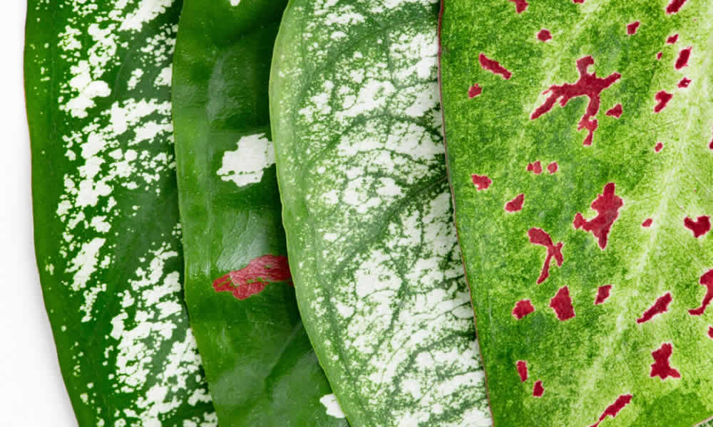 Cómo interpretar las señales de deficiencia nutricional en las hojas con precisión
