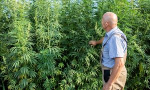 Cultivo de cannabis en invernadero ventajas frente al cultivo exterior o interior