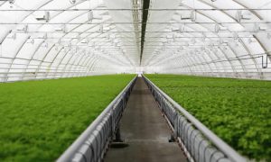 Cultivo sin suelo (soilless) diferencias, ventajas y cómo implementarlo