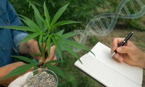 El stretch en cannabis qué es y cómo controlarlo para evitar plantas desbalanceadas